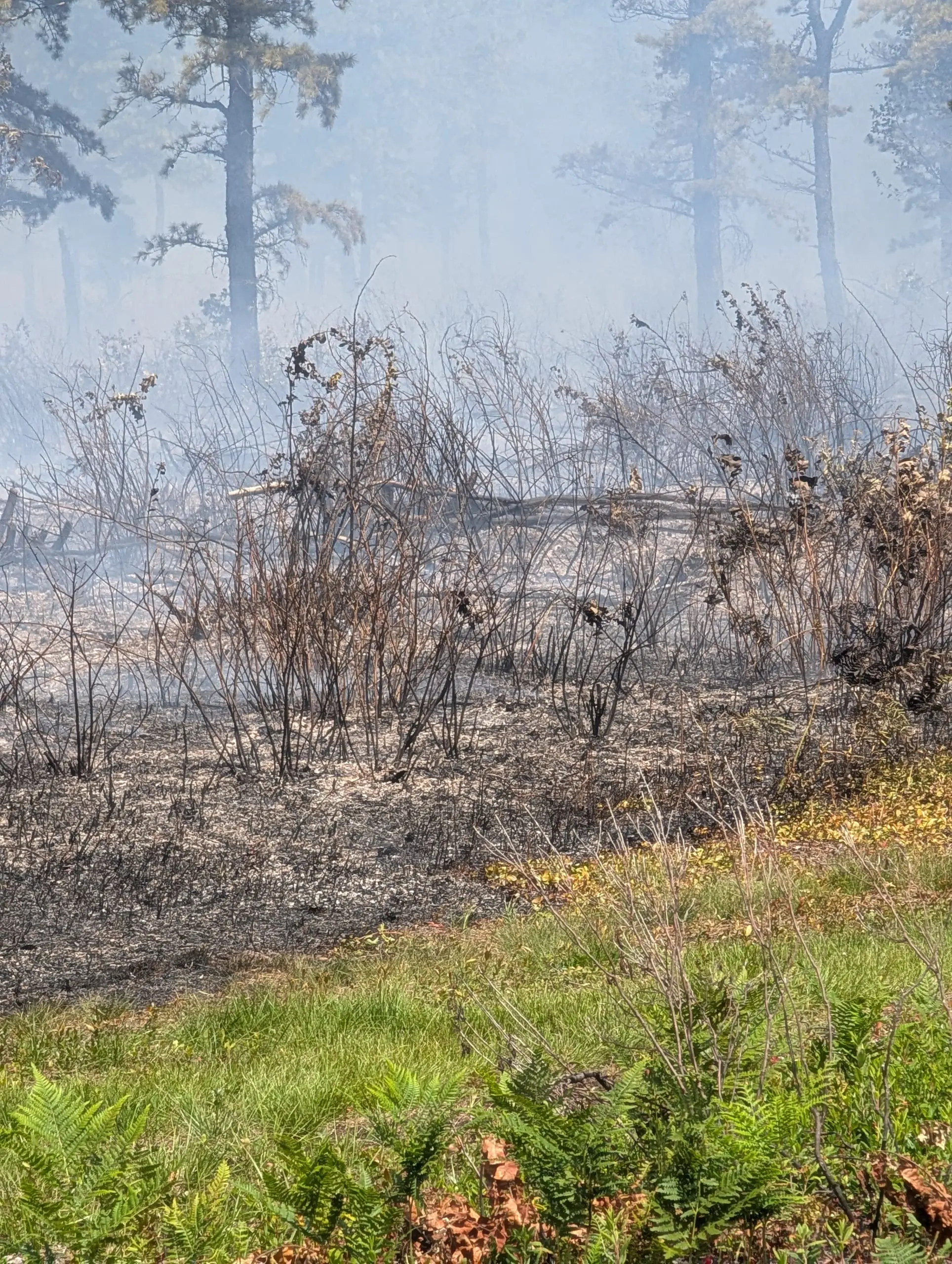 Prescribed Burn for Habitat Restoration — project photo 2