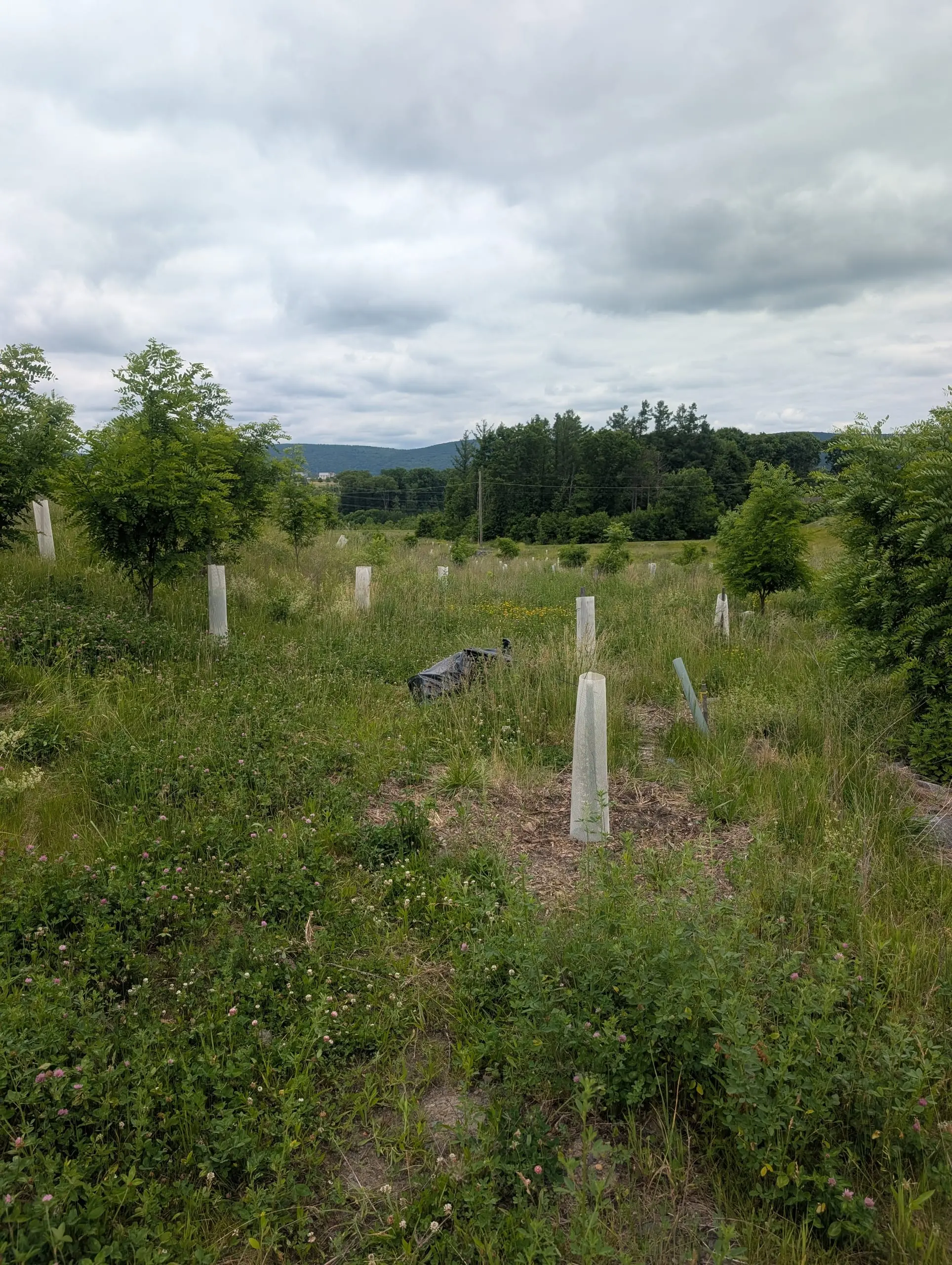 1,000+ Native Trees Planted — project photo 6
