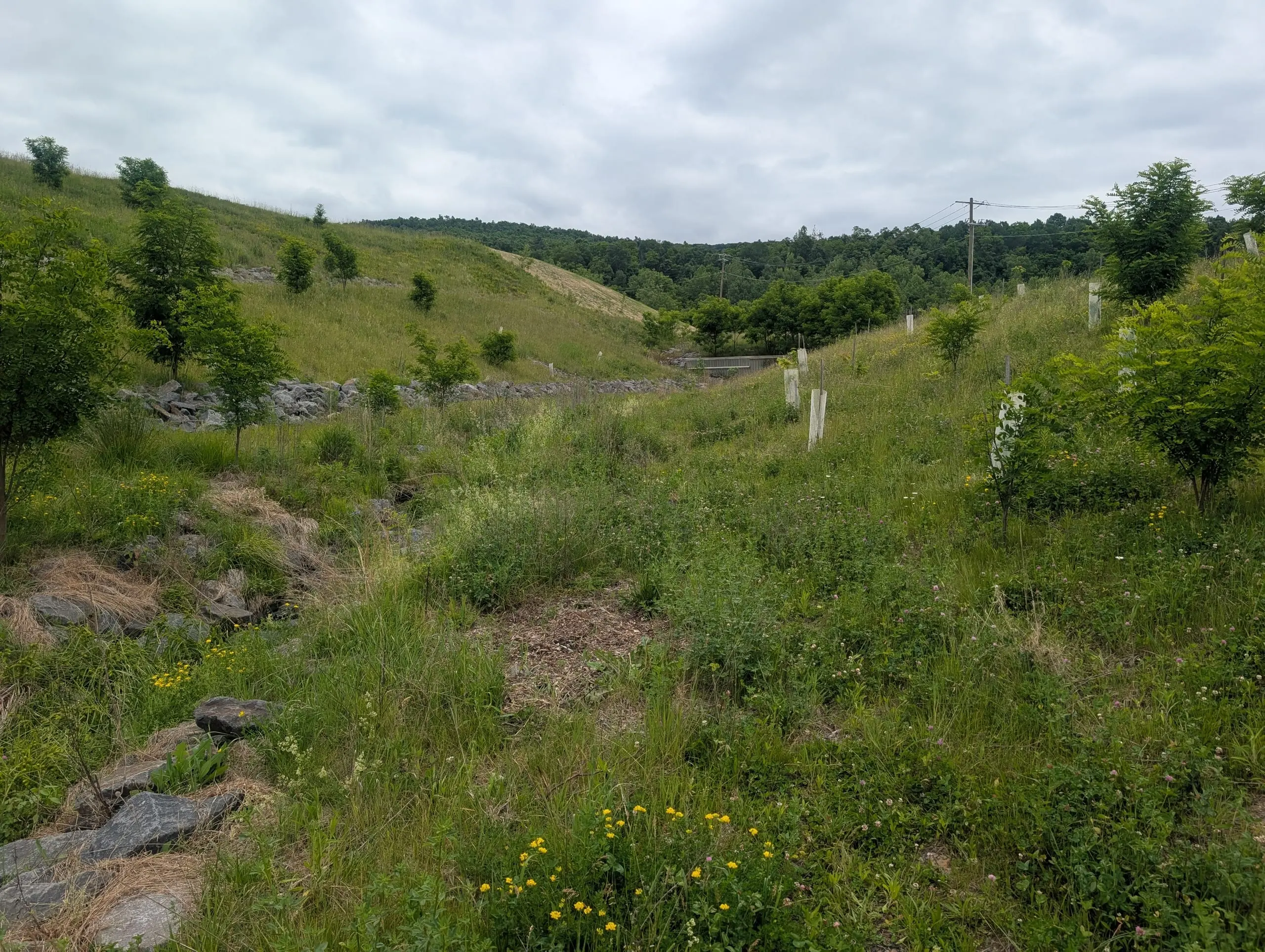 1,000+ Native Trees Planted — project photo 5