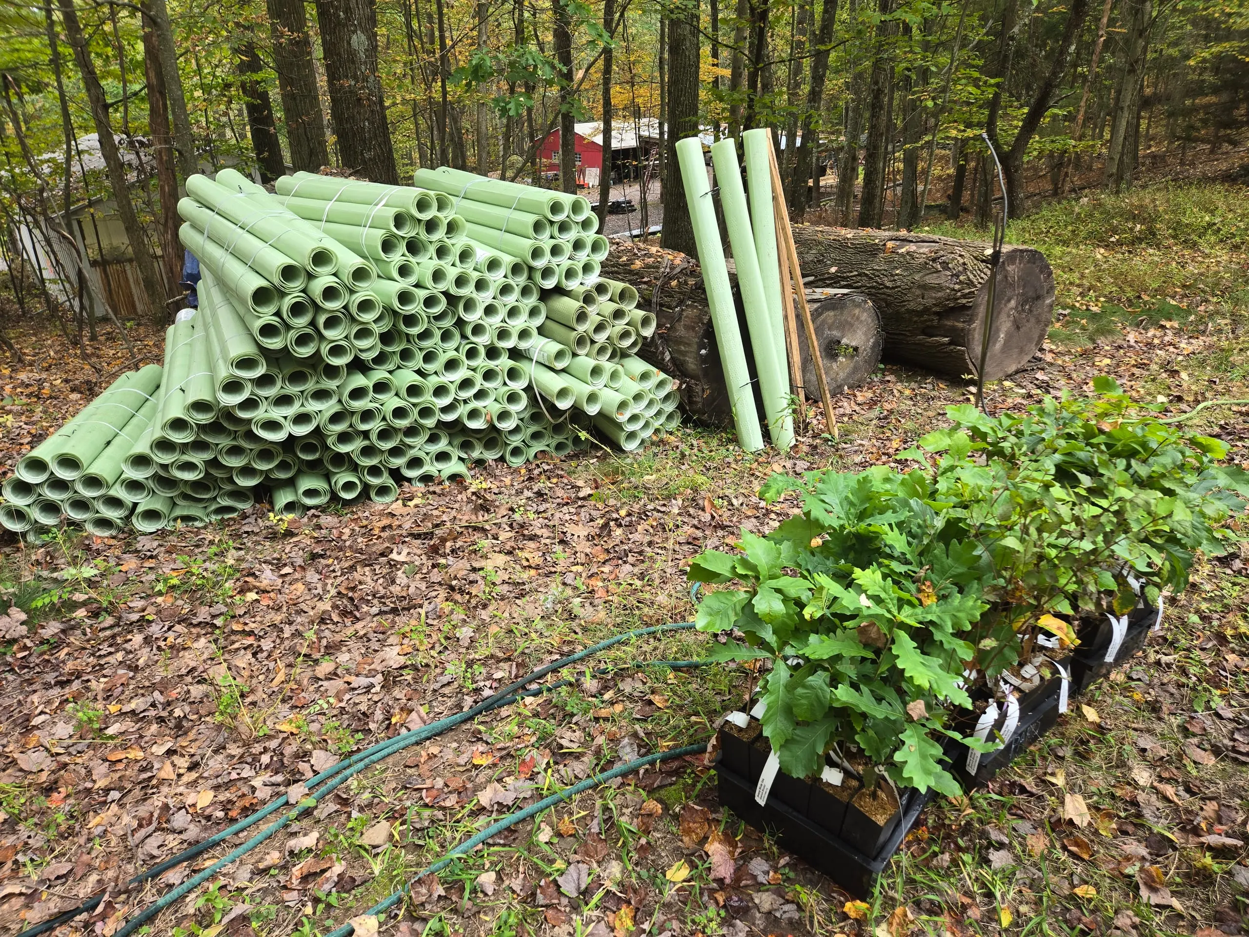 1,000+ Native Trees Planted