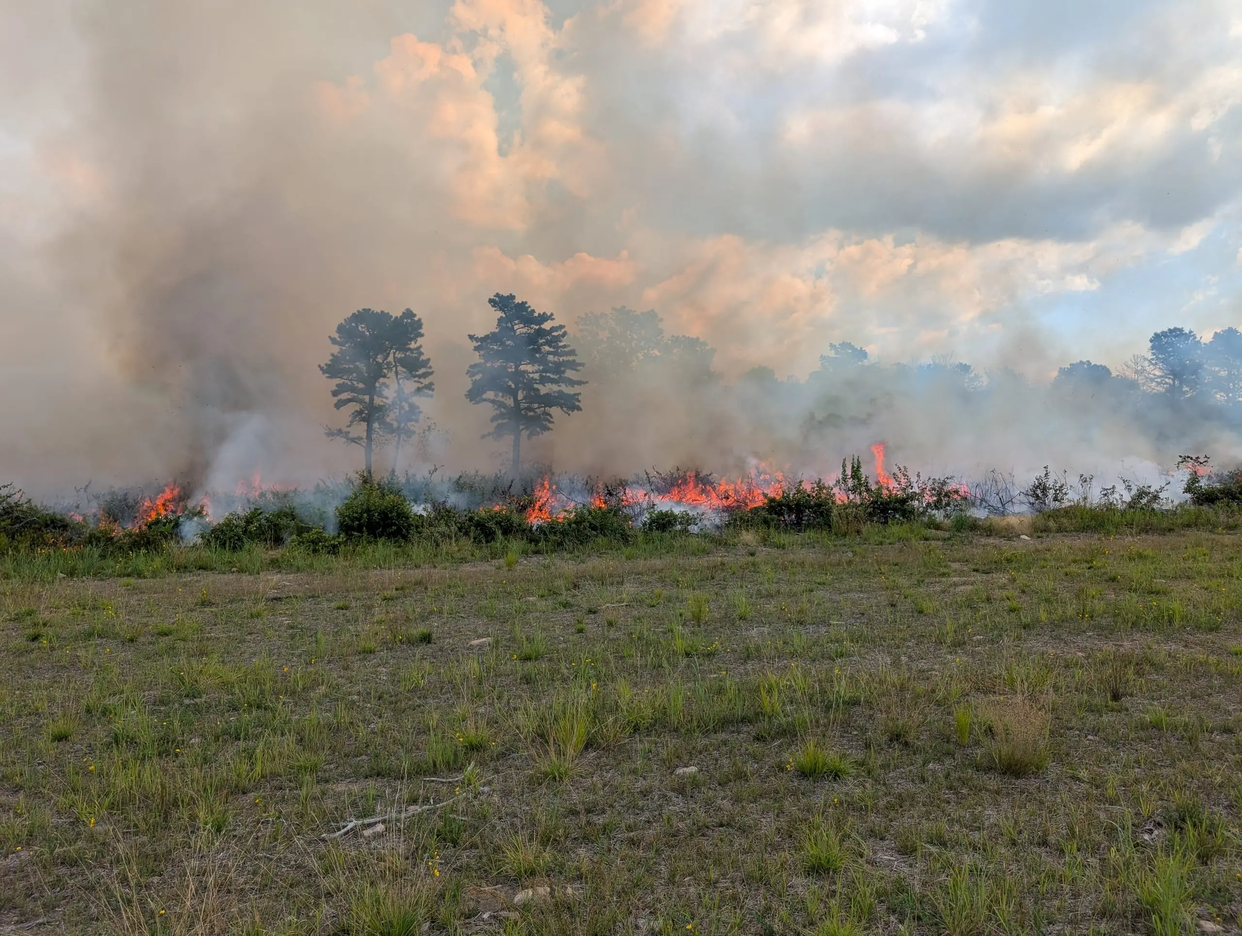 Prescribed Burn for Habitat Restoration