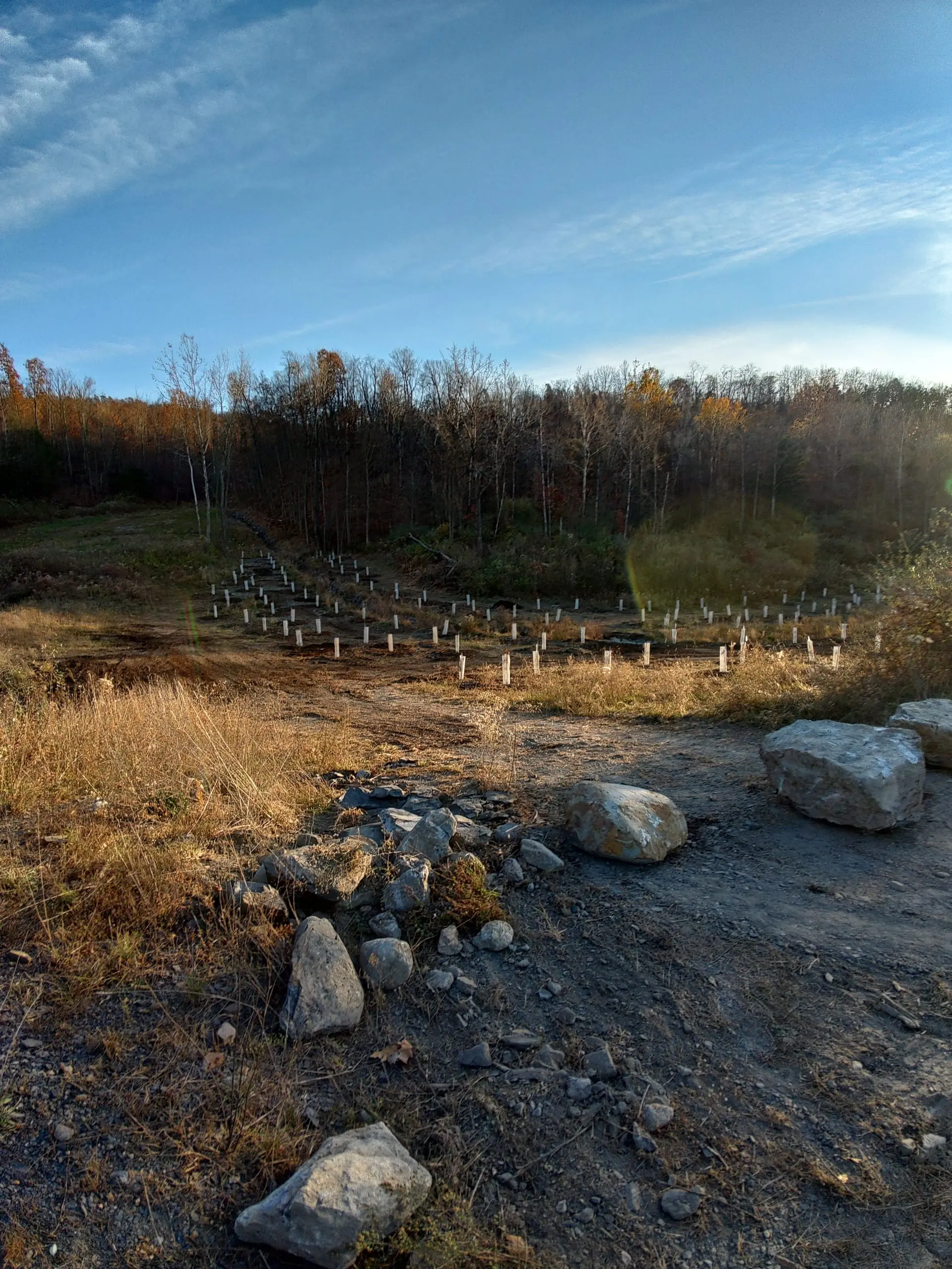 1,000+ Native Trees Planted — project photo 2