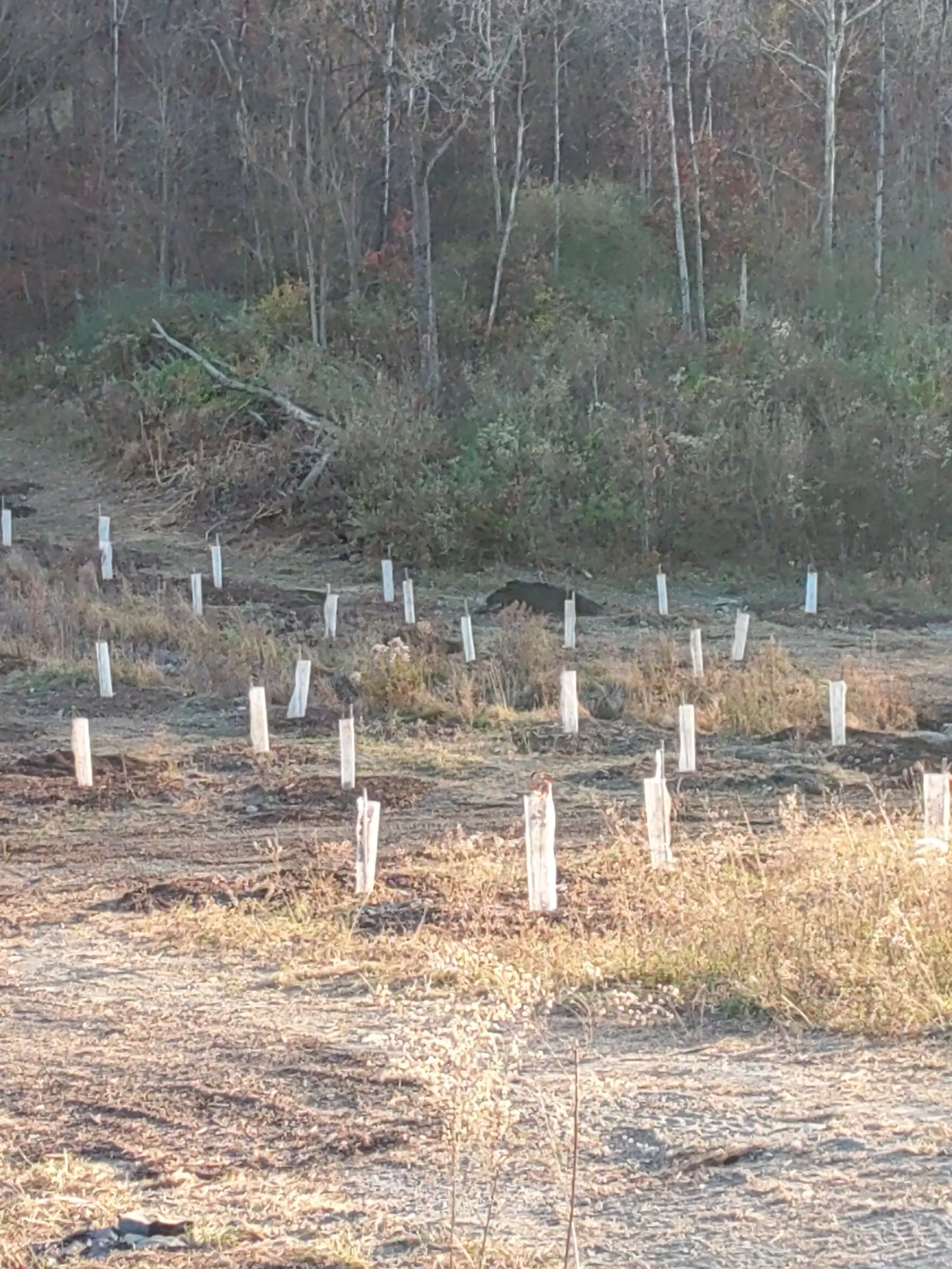 Newly tubed seedlings scattered across a dry cleared slope below a wooded bank