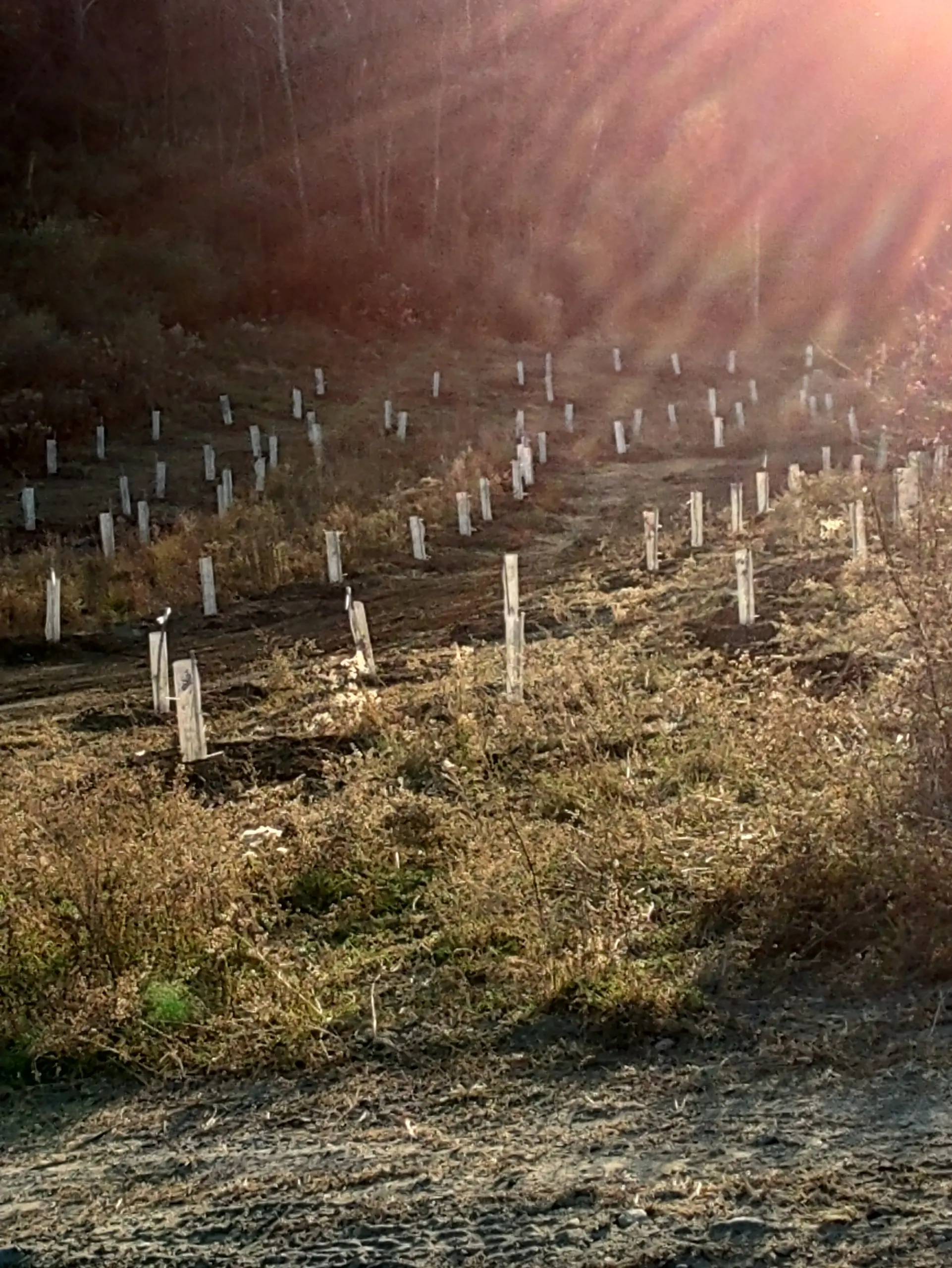 Tree tubes stepping up a cleared hillside in low autumn sun, weeds regrowing between the rows