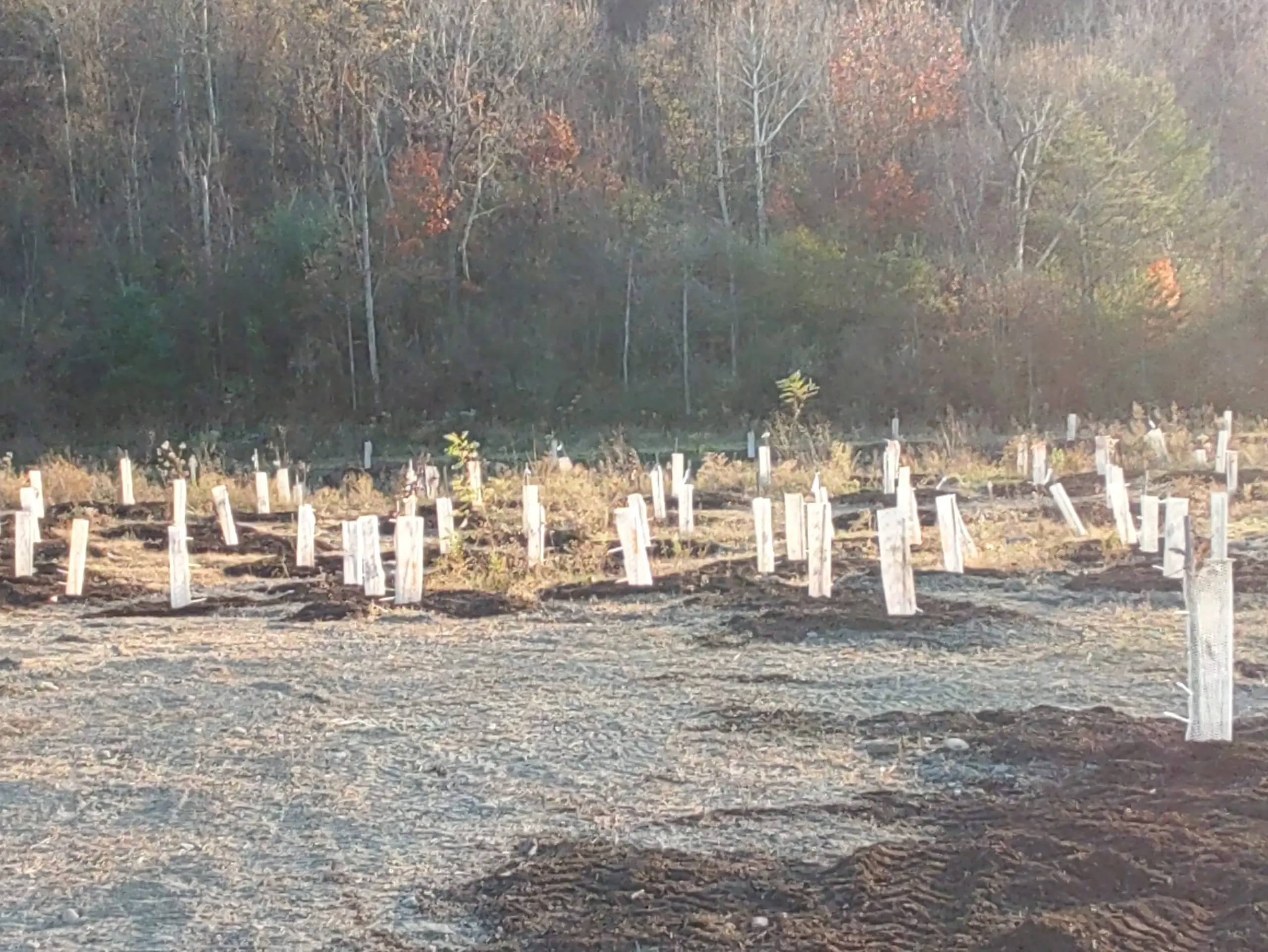 1,000+ Native Trees Planted — project photo 3