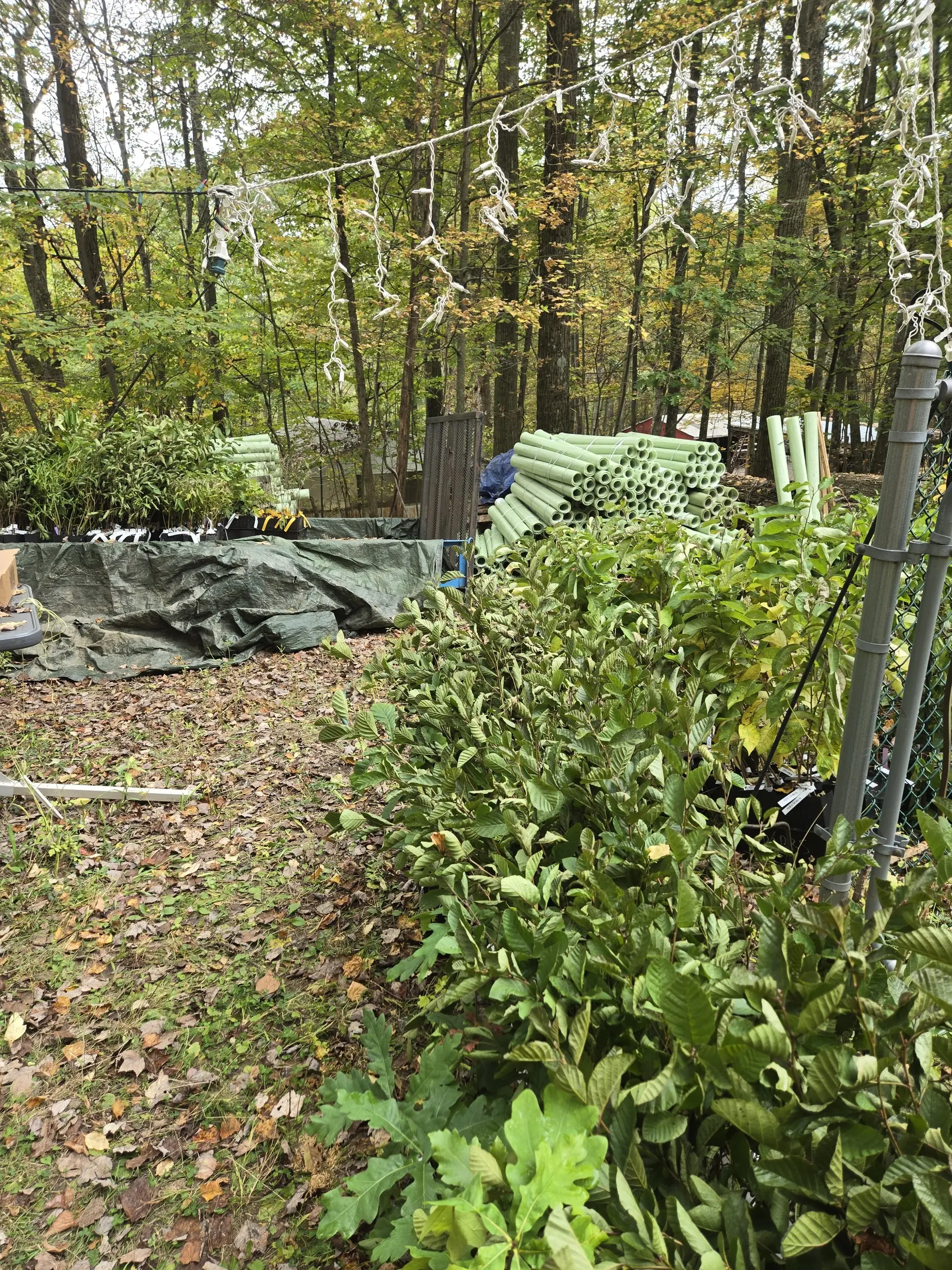 Potted native seedlings in nursery trays beside stacks of tree tubes under an autumn canopy