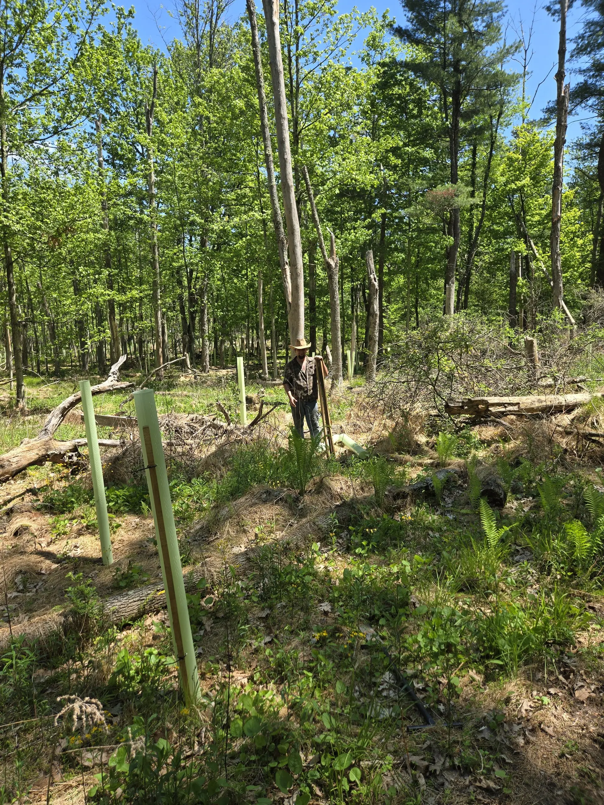 A worker in a wide-brimmed hat standing among installed tree tubes in an open spring woodland, planting bar in hand