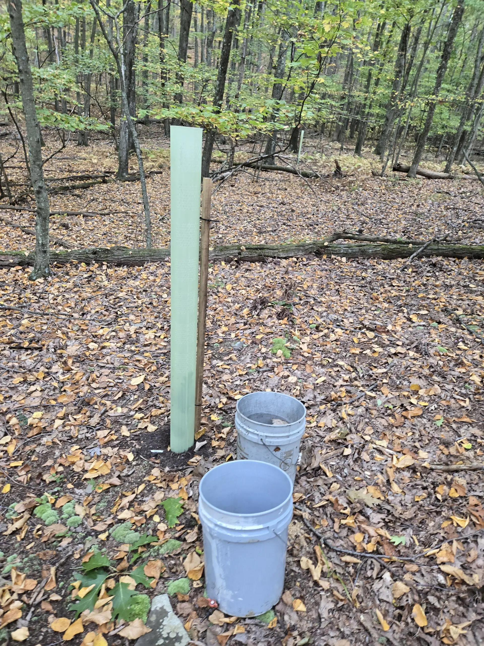A single tree tube strapped to a wooden stake on a leaf-covered forest floor, with two planting buckets beside it
