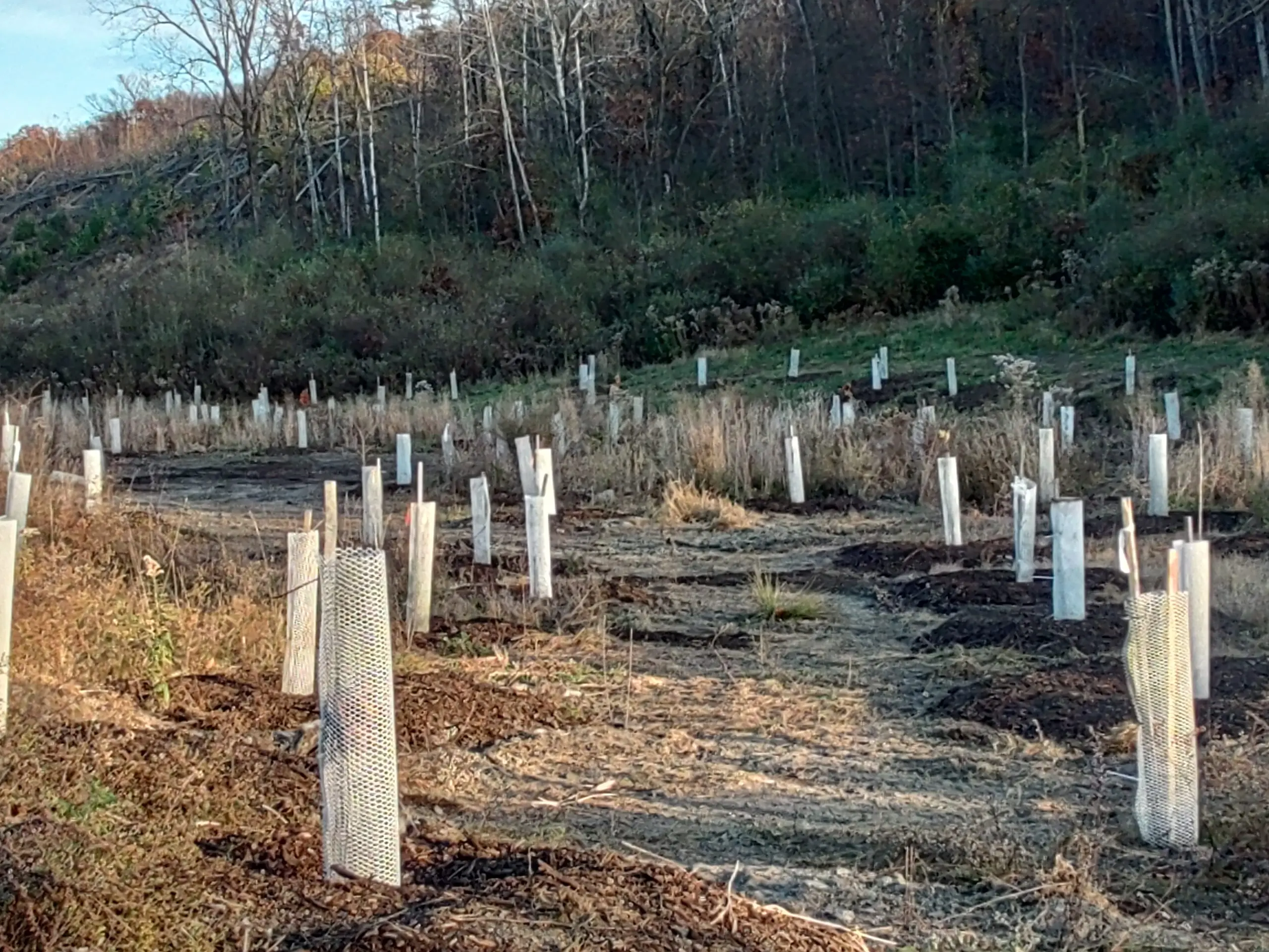 1,000+ Native Trees Planted — project photo 4