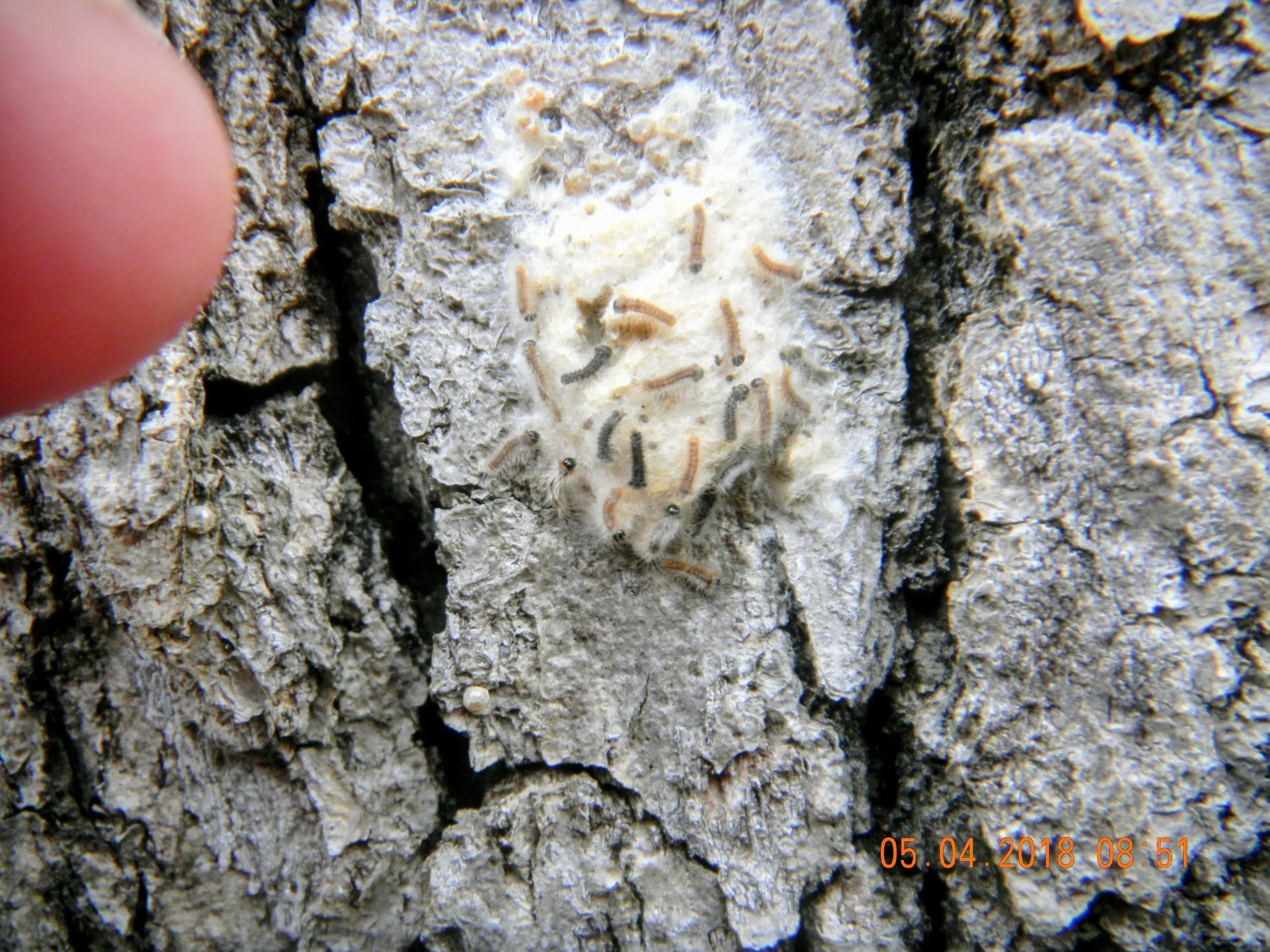Tan, fuzzy spongy moth egg mass with newly hatched larvae on bark