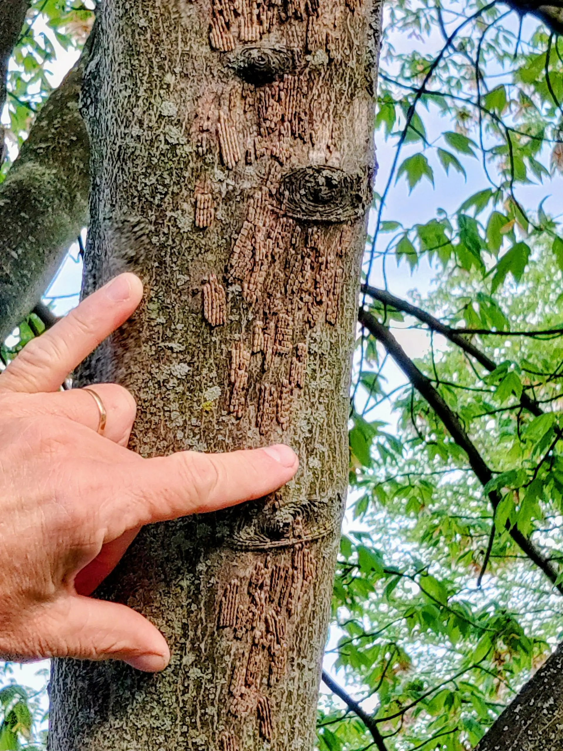 Spotted lanternfly egg masses on a tree trunk with a hand for scale
