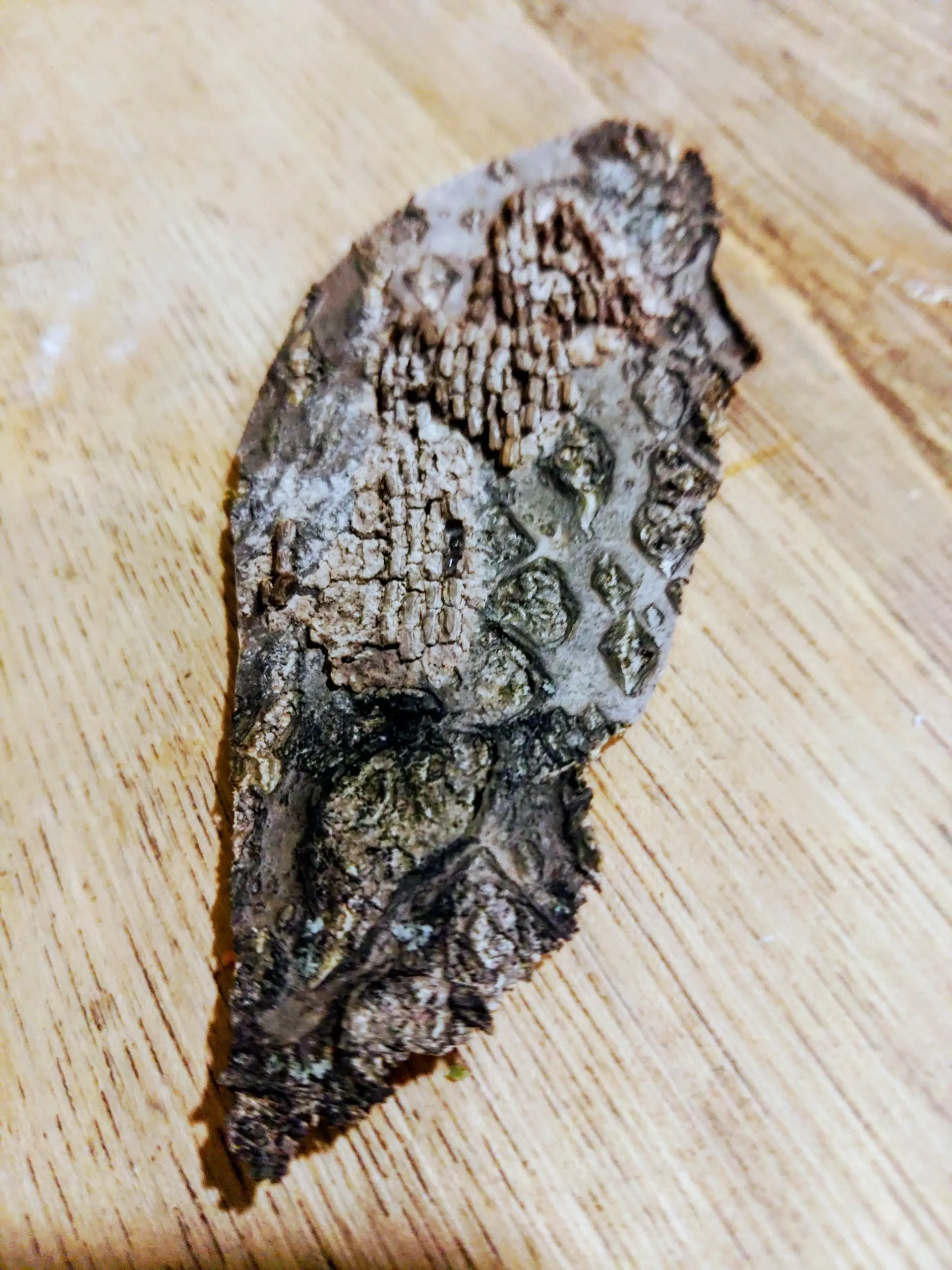 Close-up of a spotted lanternfly egg mass on bark, showing the gray waxy coating over rows of eggs