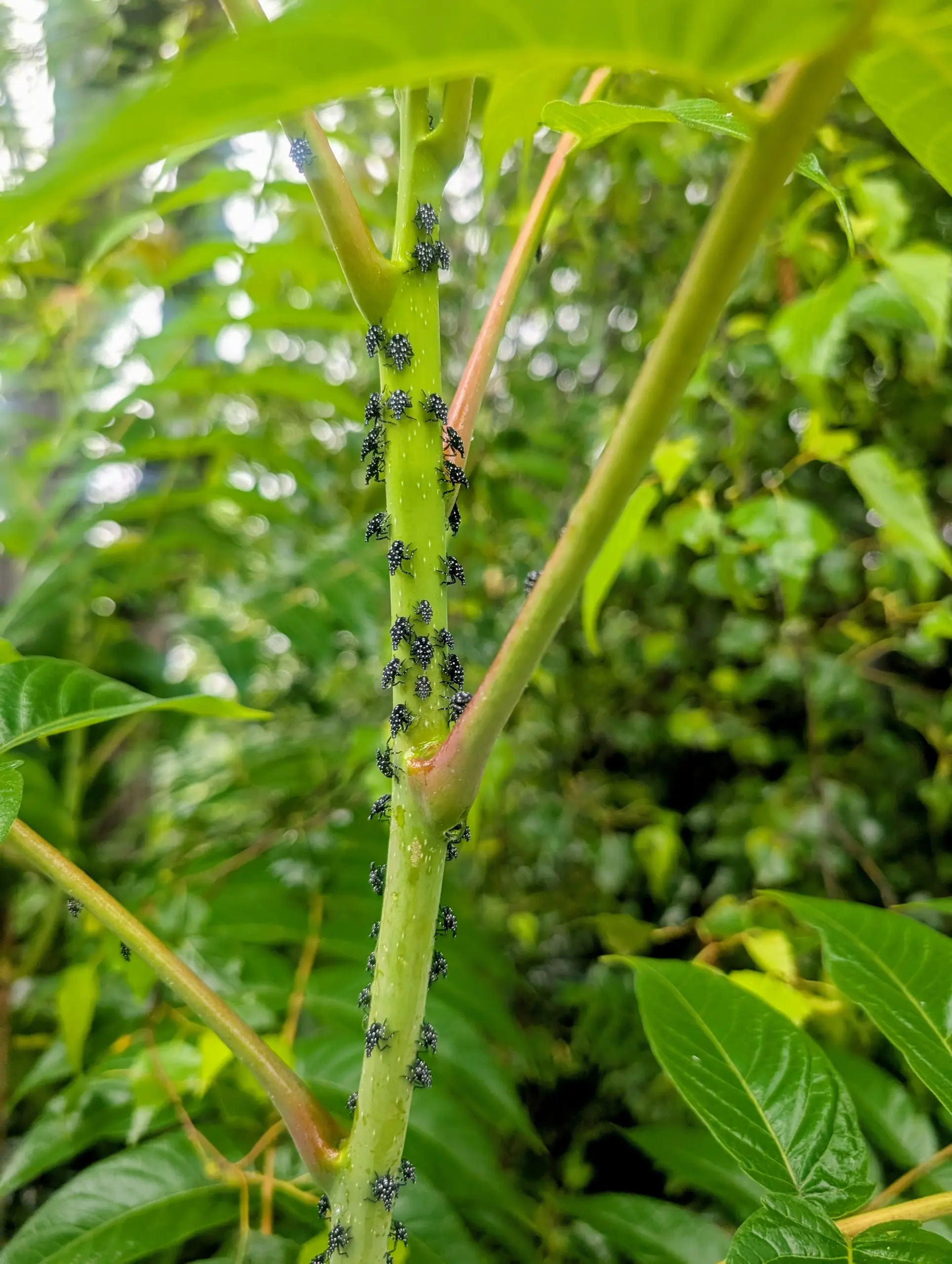 Early-instar spotted lanternfly nymphs, black with white spots, clustered on a plant stem