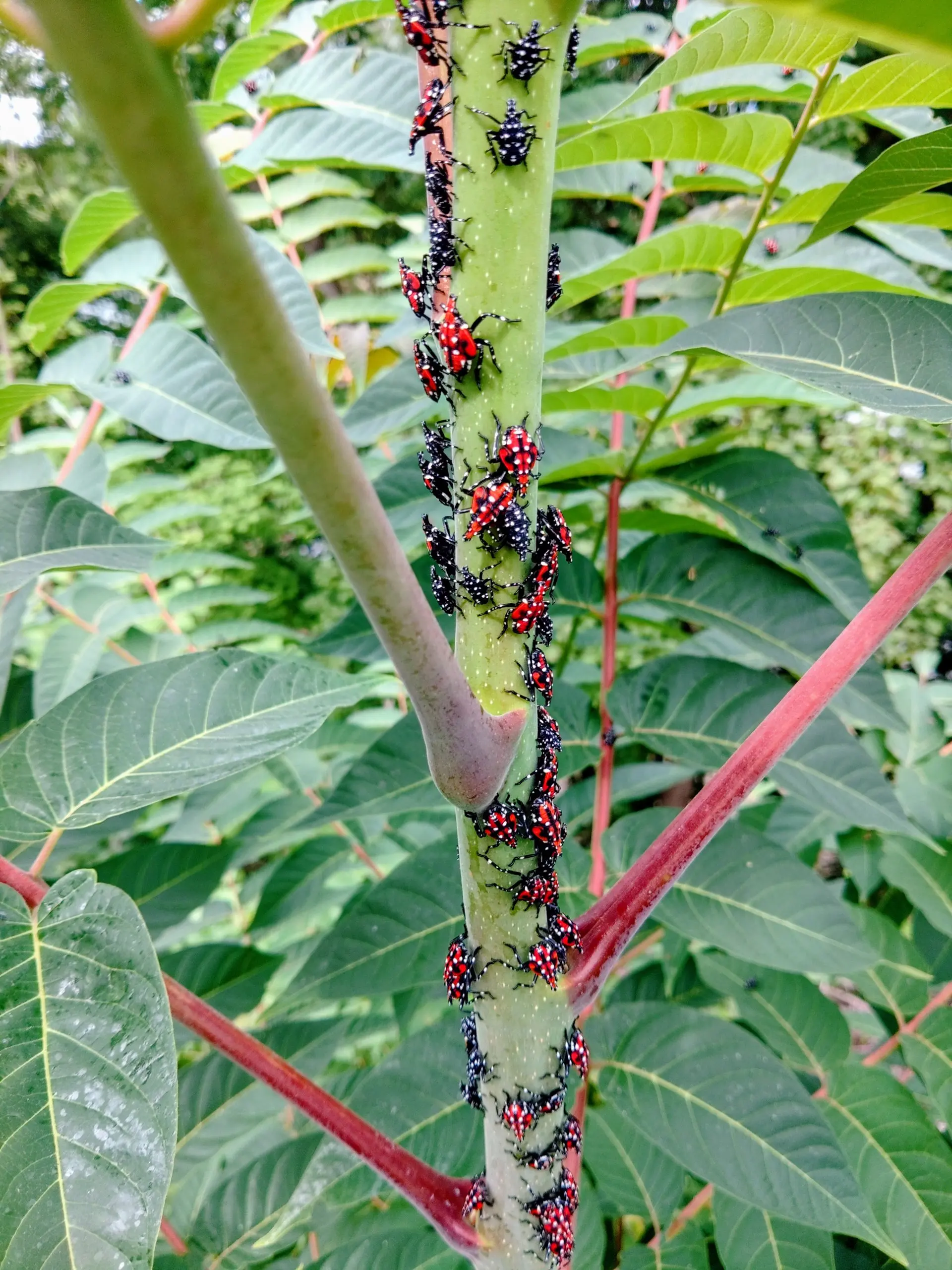 Late-instar spotted lanternfly nymphs, red with black and white markings, clustered on a stem